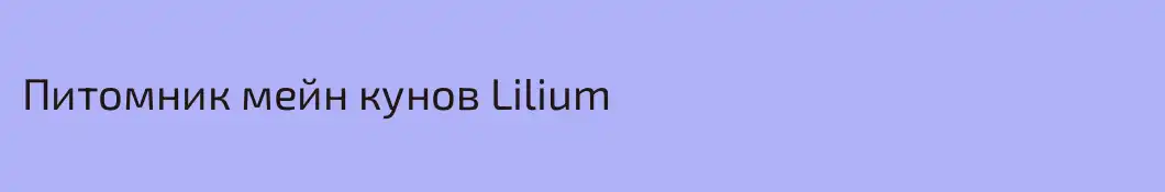 Питомник мейн кунов Lilium